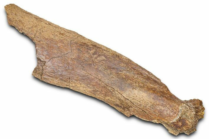 Hadrosaur (Edmontosaurus) Vertebra Spinous Process - Wyoming #381181